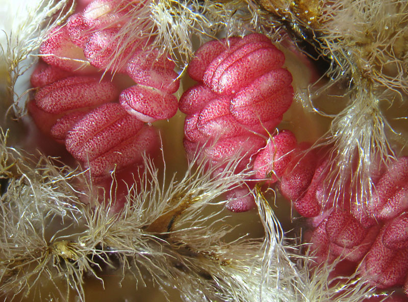 Populus alba - Amenti maschili